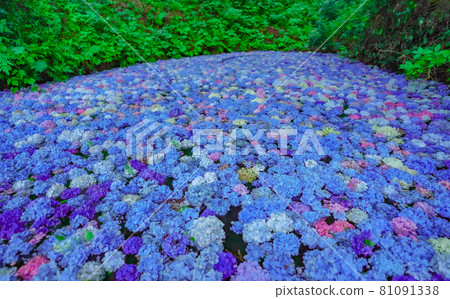 繡球池陸奧繡球花園岩手縣一關市 繡球池陸奧繡球花園岩手縣一關市 81091338