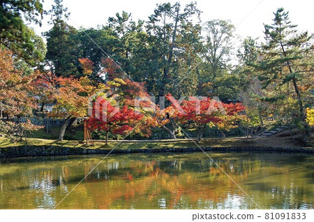 公園裡的秋葉和池塘 公園裡的秋葉和池塘 81091833