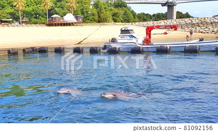 【愛媛縣今治市博多町】海豚養殖場島波，海豚和諧地游泳 81092156