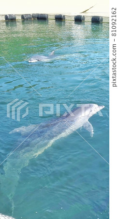 【愛媛縣今治市博多町】海豚養殖場島波,海豚和諧地游泳 【愛媛縣今治市博多町】海豚養殖場島波,海豚和諧地游泳 81092162