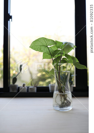 Syngonium podophyllum Arrowhead plant glass vase on desk in front of window Syngonium podophyllum Arrowhead plant glass vase on desk in front of window 81092335