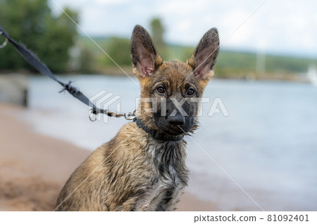 Dog portrait of an eleven weeks old German Shepherd puppy. Wet fur after play in the water Dog portrait of an eleven weeks old German Shepherd puppy. Wet fur after play in the water 81092401
