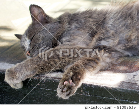 The gray fluffy domestic cat is sleeping. 81092639
