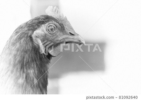 Chicken portrait side view, close-up. Portrait of a beautiful chicken with a comb on a blurred background. Copy space for text. Chicken portrait side view, close-up. Portrait of a beautiful chicken with a comb on a blurred background. Copy space for text. 81092640