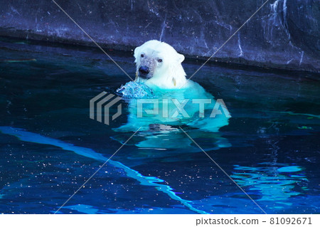 Popular polar bear Popular polar bear 81092671