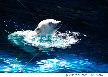 Popular polar bear Popular polar bear 81092672