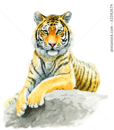 坐在模擬水彩岩石上的成年老虎 81092674