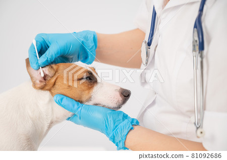 Vet cleans ears with a cotton swab to dog jack russell terrier on a white background. Vet cleans ears with a cotton swab to dog jack russell terrier on a white background. 81092686