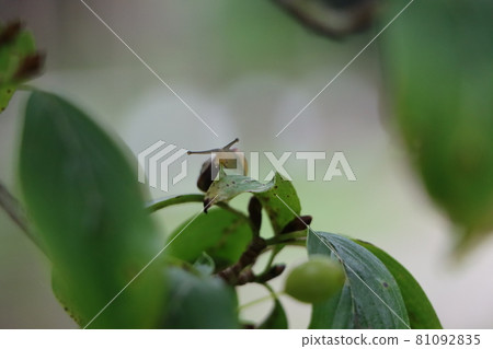 蝸牛在樹葉上爬行 蝸牛在樹葉上爬行 81092835