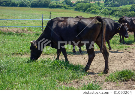 Grazing cows [Nakayoshi Tongari Ranch] 81093264
