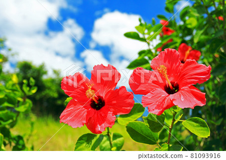 Two-wheeled hibiscus that shines in the blue sky of Okinawa 81093916