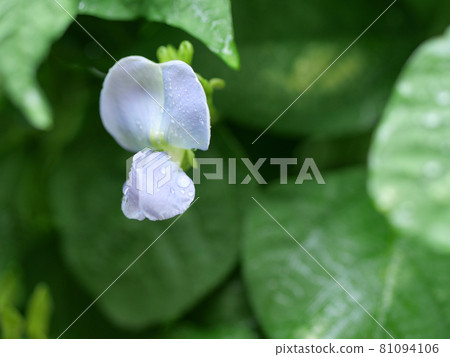 Winged bean flower Urizun 81094106