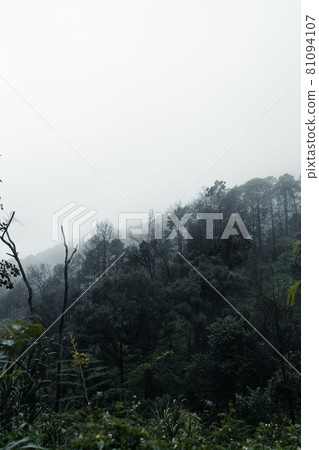 trees and mountains on rainy day trees and mountains on rainy day 81094107