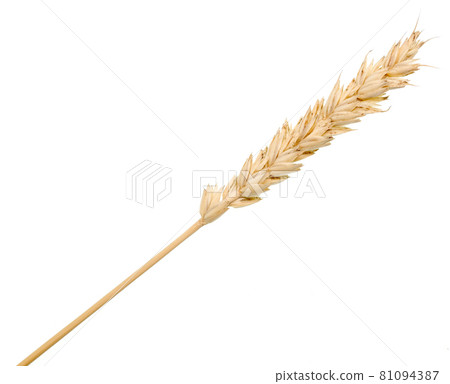 Wheat ear Wheat ear 81094387