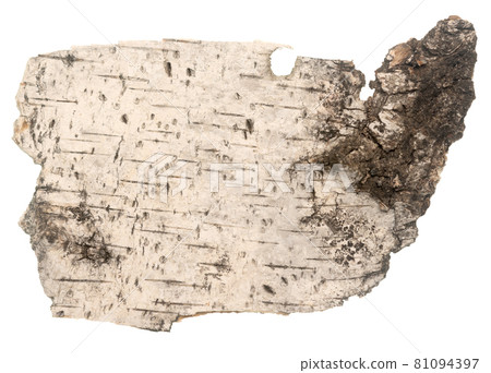 Bark on white 81094397