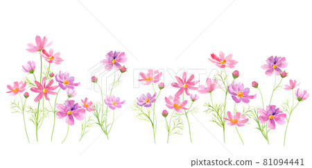 Cosmos flowers blooming side by side. Vector data of watercolor illustrations. Cosmos flowers blooming side by side. Vector data of watercolor illustrations. 81094441