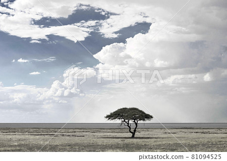 African landscape 81094525