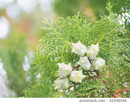 Concha Concha 81096046