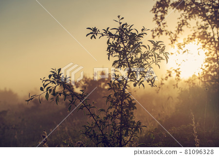 Vintage sunny background Vintage sunny background 81096328