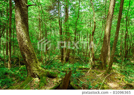 In the deep forest, Aokigahara Jukai In the deep forest, Aokigahara Jukai 81096365