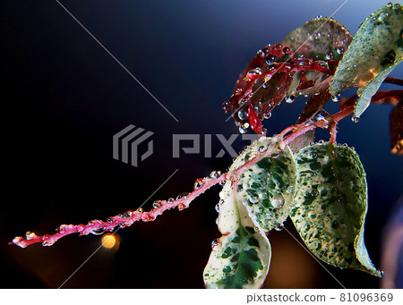 台灣新竹路邊公園阿雅野山漆牆 台灣新竹路邊公園阿雅野山漆牆 81096369