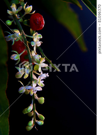 台灣,新竹,路邊,公園,珊瑚珠 台灣,新竹,路邊,公園,珊瑚珠 81096370