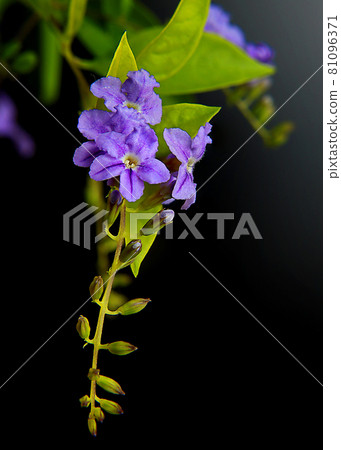 台灣,新竹,路邊,公園,金露花 台灣,新竹,路邊,公園,金露花 81096371