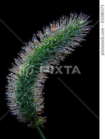 Taiwan, Hsinchu, roadside, park, dog tail grass, water pearl Taiwan, Hsinchu, roadside, park, dog tail grass, water pearl 81096373