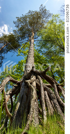 The exposed roots of Scots Pine (Pinus sylvestris) at forest. 81096736