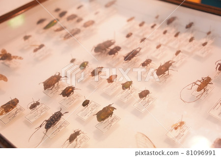 Insect specimen 81096991
