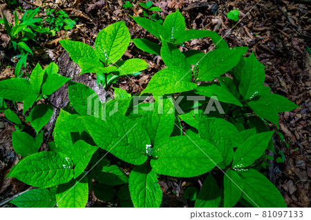 Phthalis sika 81097133