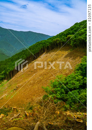 Logging area early summer scenery 81097135