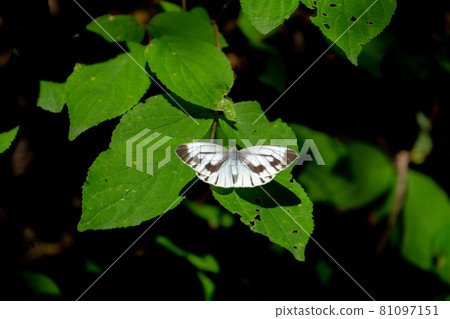 White-striped Butterfly White-striped Butterfly 81097151