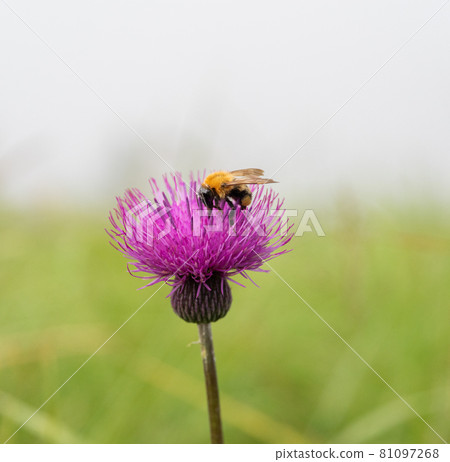 Blue Thistle and Bee Blue Thistle and Bee 81097268