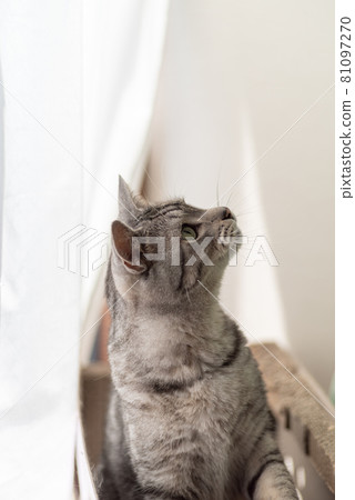 Staring cat, Sabatra cat Staring cat, Sabatra cat 81097270