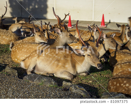 [Nara Park] A flock of deer relaxing at the foot of Mt. Wakakusa 81097375