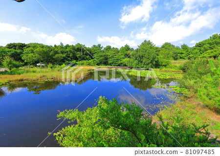Half-moon, pond, lotus, lake, flower, park, shelter, wetland, 81097485