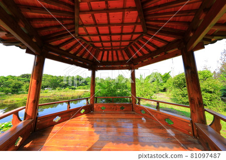 半池，池塘，睡蓮，湖泊，花卉，公園，休息區，濕地， 81097487