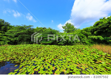 半池,池塘,睡蓮,湖泊,花卉,公園,休息區,濕地, 半池,池塘,睡蓮,湖泊,花卉,公園,休息區,濕地, 81097502