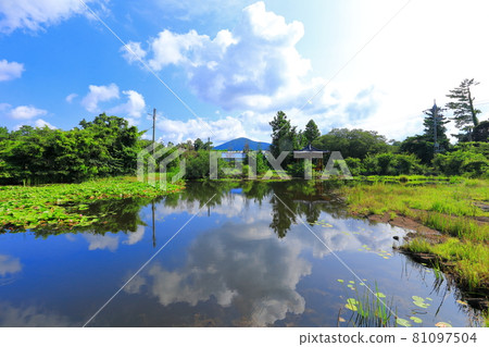 半池,池塘,睡蓮,湖泊,花卉,公園,休息區,濕地, 半池,池塘,睡蓮,湖泊,花卉,公園,休息區,濕地, 81097504