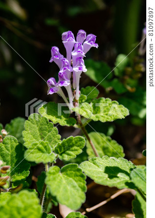 Kobanotatsunisawa 81097897