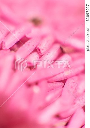 Thai long rice Macro photo of spelt dough paste 81097927