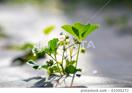 Closeup of small green strawberry plants with white flowers growing outdoors in summer garden. 81098272