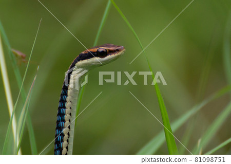 Painted bronzeback in the green grass Painted bronzeback in the green grass 81098751
