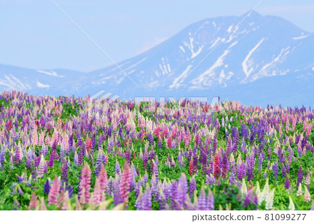 六月的羽扇豆田和山 六月的羽扇豆田和山 81099277