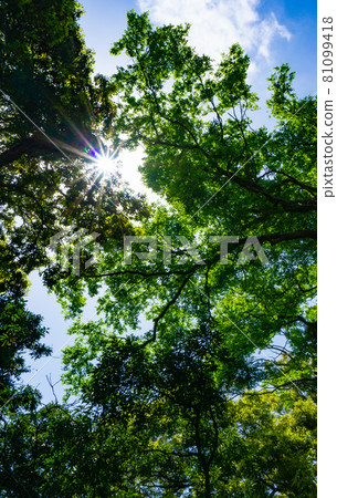 清新的綠色植物/生態形象：閃亮的森林 81099418