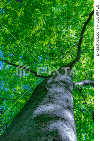 新鮮的綠色、生態形象山毛櫸 新鮮的綠色、生態形象山毛櫸 81099419