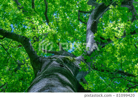 新鮮的綠色、生態形象山毛櫸 81099420