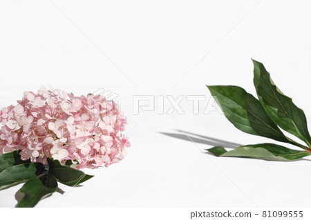 product placement scene for cosmetic or self care commercials. hydrangea flower, green leaves, display background 81099555