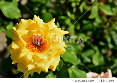 rose rose 81100566